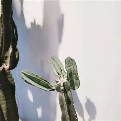  清新自然绿色植物头像精选2018好看的植物风景微信头像