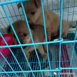  现可领养的阿拉斯加金毛柯基萨摩拉布拉多哈士奇柴犬泰迪白博美等宠物幼犬