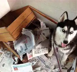  看到哈士奇的睡姿,怎么也高兴不起来,主人担心它们长大后闹翻天