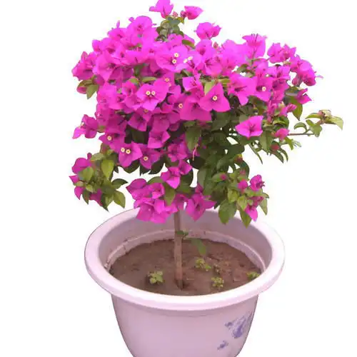  满足5个条件,三角梅冬天照样开花,层层叠叠美极了