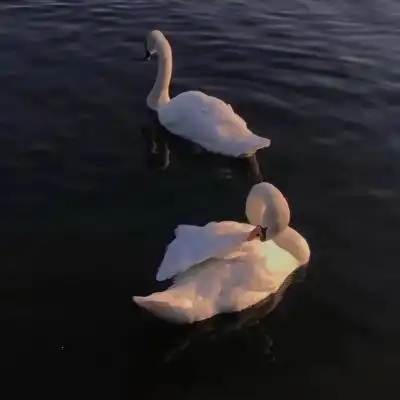  鱼缸
