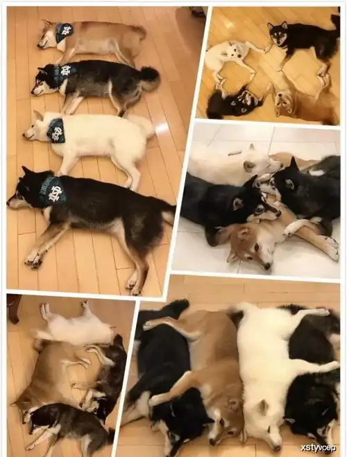  主人集齐白黄黑三色柴犬,还和柴犬一起做瑜伽,黑柴犬撞脸哈士奇