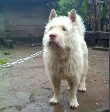  公认最强的5种猎犬,进山带上一条,肯定为你卖命狩猎