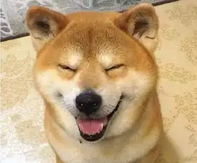 柴犬哈士奇头像图片北登