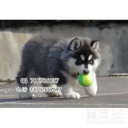  哈士奇幼犬价格纯种哈士奇一般多少钱哈士奇图片-北京黄页88网