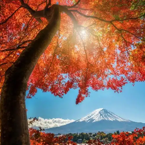  秋日必打卡世界摄影师迷恋的枫红富士山,美炸了