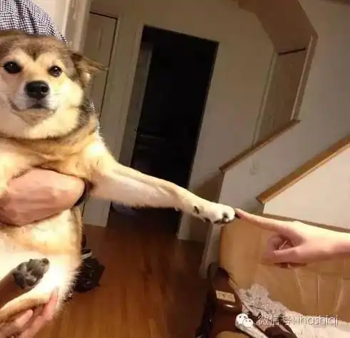  哈士奇与柴犬的混血居然是这样的,毫无违和感