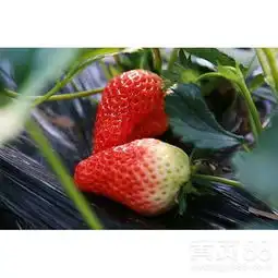 西藏新品种草莓苗单果重量-黄页88网