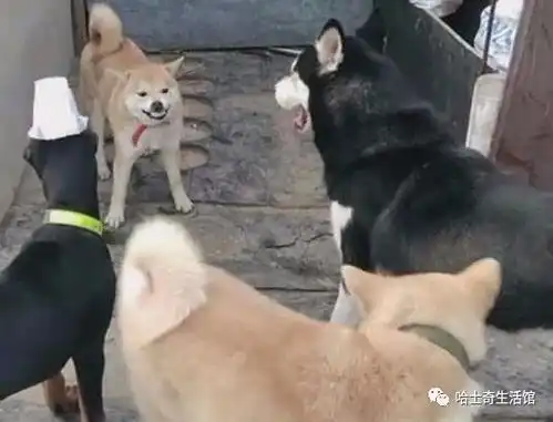 哈士奇与柴犬图片