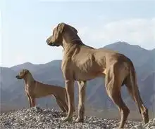  罗得西亚脊背犬