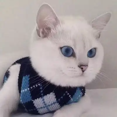  2023最新呆萌猫咪可爱图片