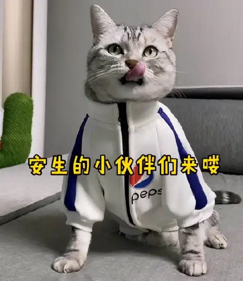  抖音七大网红猫排行除了泡芙,你还知道哪些