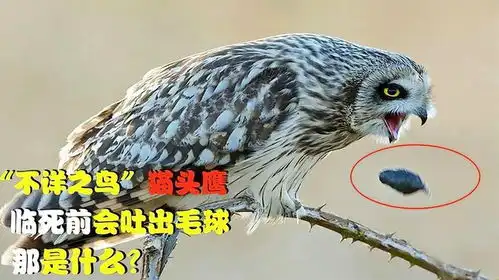  猫头鹰临死前,为什么都会吐出一个毛球,那是什么东西