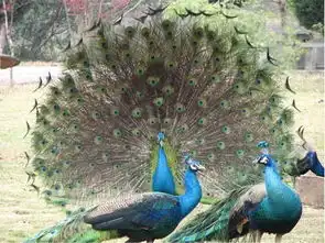 动物头像简笔画孔雀孔雀
