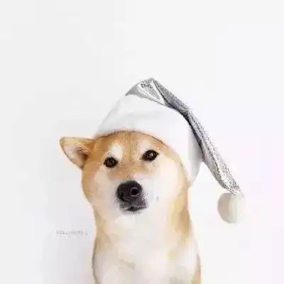 萌宠可爱猫咪头像情侣头