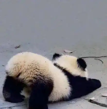  微信头像丨可爱卡通头像,沙雕头像,搞怪头像