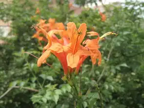  橙色花