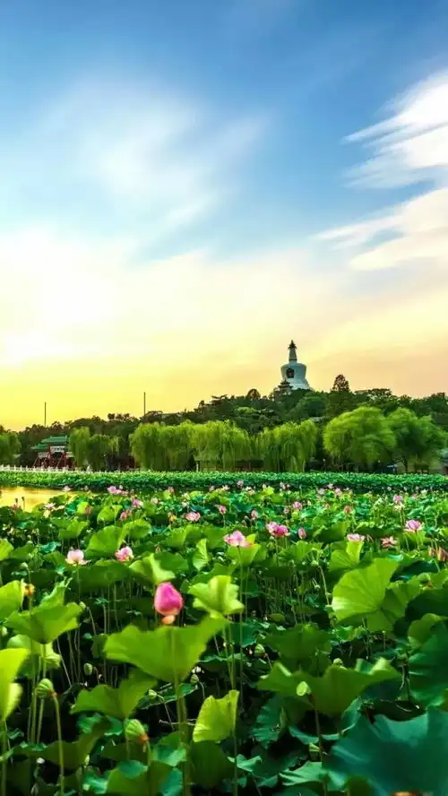  我们读书吧荷花