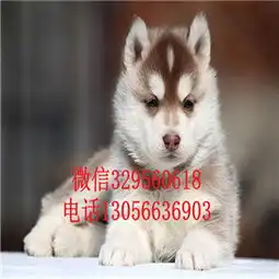 云浮哪里能买到纯种哈士奇赛级哈士奇精品哈士奇多少钱黑白色灰色红色哈士奇犬