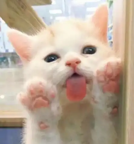 萌宠可爱猫咪头像主人