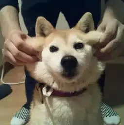  还有比哈士奇二的狗狗,它叫柴犬