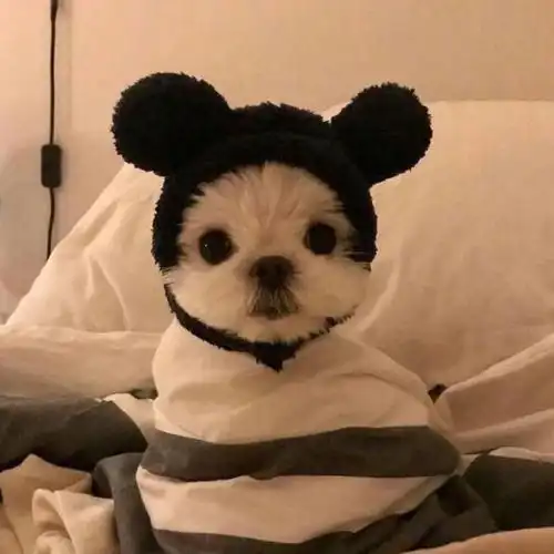  啊啊啊,心态崩了吖