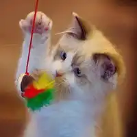  可爱萌宠动物高清头像图片,和主人藏猫猫