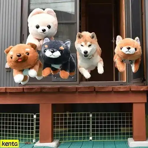  金毛哈士奇柯基柴犬,这四种哪种适合第一次养养狗的人