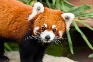  穿越次元壁,和熊猫一起用餐全球唯一的主题酒店就在长隆北青旅居