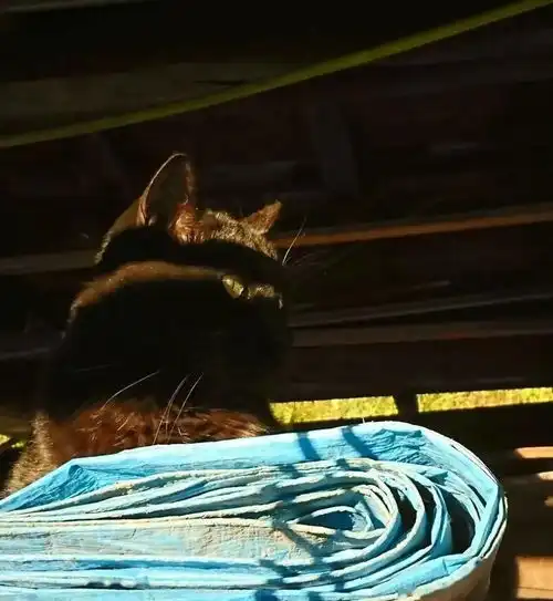  萌宠猫猫隐身的瞬间,奇怪的技能又增加了