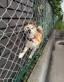  柴犬果然是整个汪星球唯一可以打败哈士奇的二货