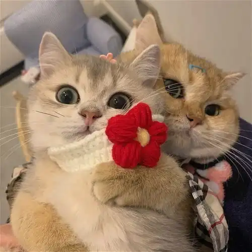 萌宠可爱猫咪头像小猫咪