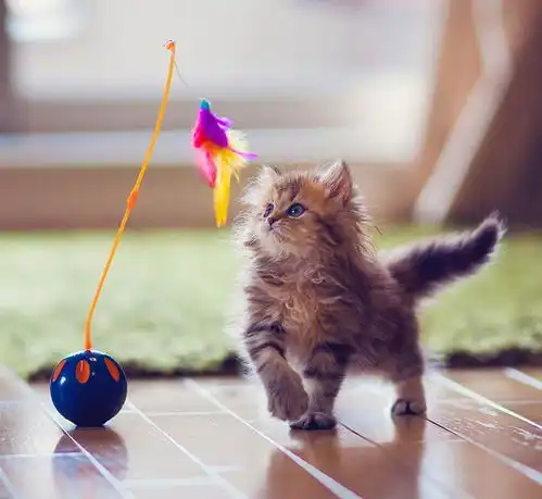  萌宠小猫咪