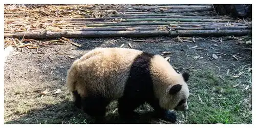  生活在这里的一群憨仔,成为了每一个游客都喜欢的对象
