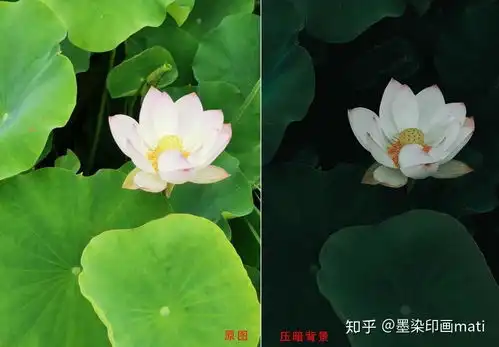  手机拍荷花,背景乱怎么办简单5招完美拯救