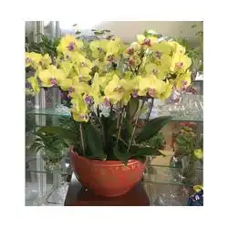  开业庆典花卉租赁安徽良园之友园艺公司合肥花卉租赁