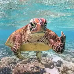  在仙本那做一个长情的梦