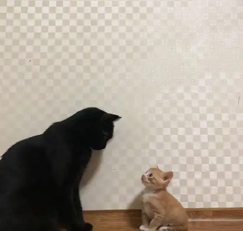  叛逆小猫,屡次挑衅大橘猫,被揍后不敢造次,你再等我几个月