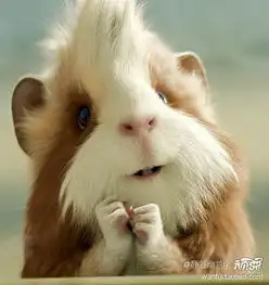  不爽猫网络走红看那些能把你萌翻的宠物们