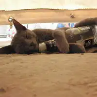  可爱萌宠动物高清头像图片,和主人藏猫猫