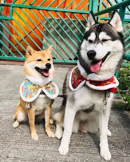  哈士奇遇上柴犬,没想到二哈也有这么深情的一面